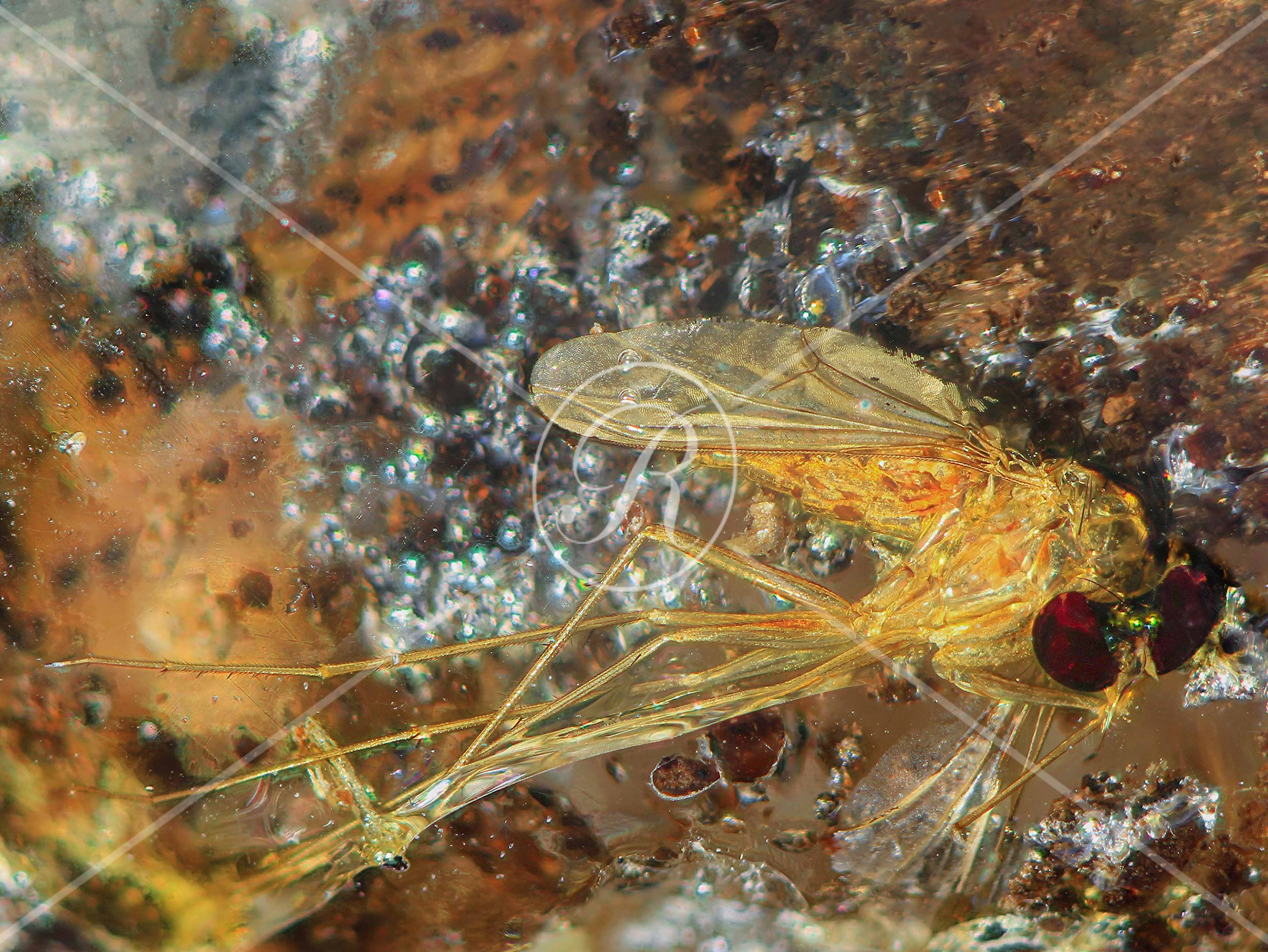 Watermark_218_N32 40 x 30 .jpg